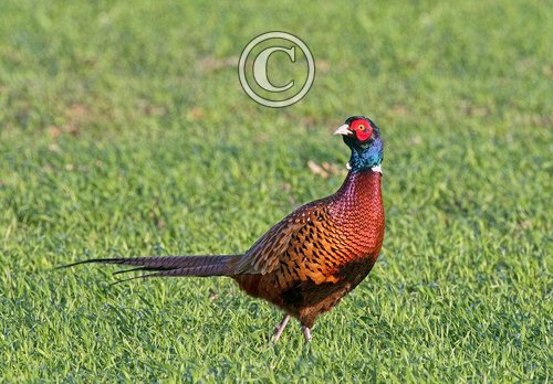 CockPheasant  DM1607